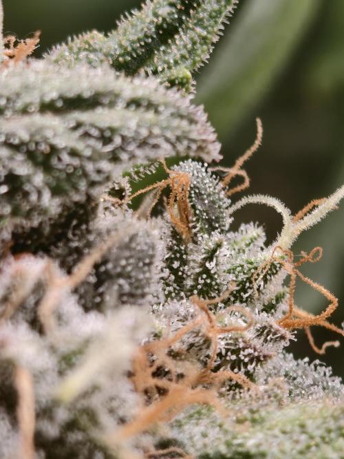 Guava Auto RF3. Week 12