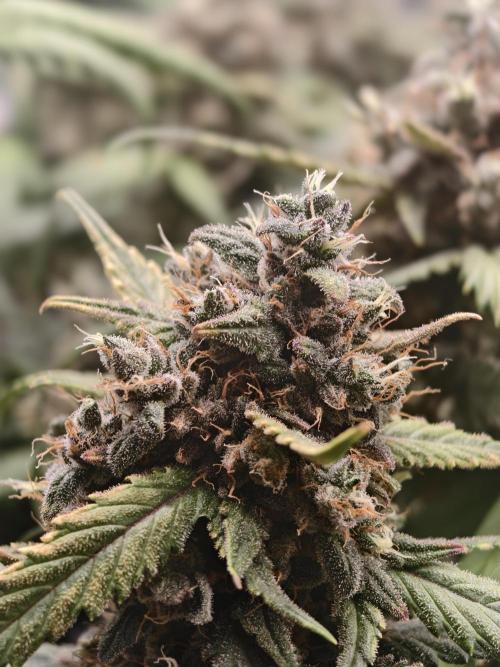 Guava Auto RF3. Week 12