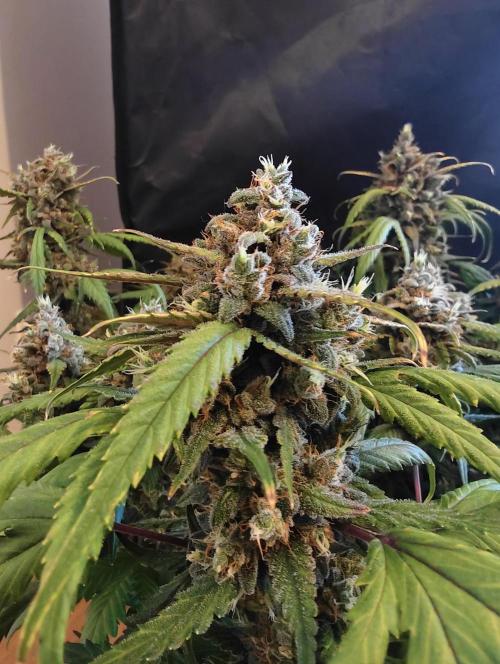 Guava Auto RF3. Week 12