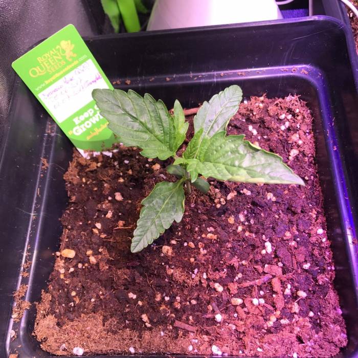 Amnesia Haze Chile. Week 1
