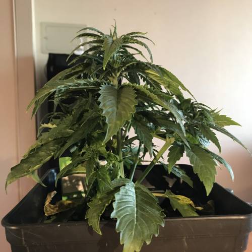 Amnesia Haze Chile. Week 3