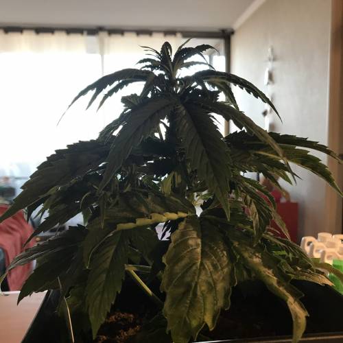 Amnesia Haze Chile. Week 3