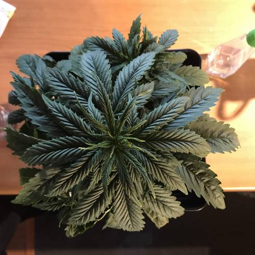 Amnesia Haze Chile. Week 3