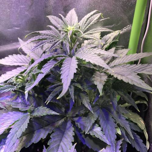 Amnesia Haze Chile. Week 4