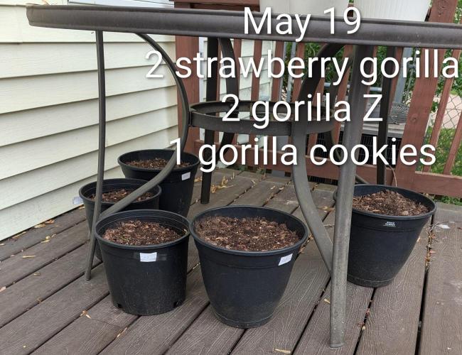 Banzilla. Week 0 - May 19, 2026
5 seeds planted