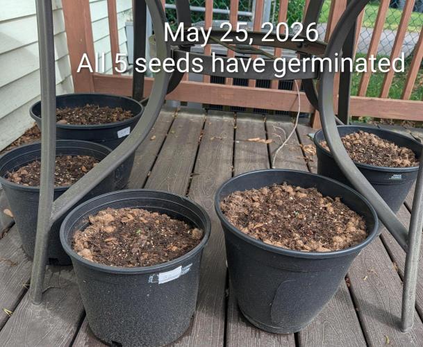 Banzilla. Week 0 - May 25, 2026
All 5 seeds, successfully germinated.