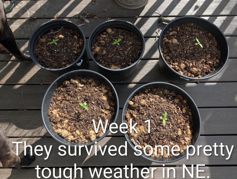 Banzilla. Week 1 - Had a week of colder than normal temperatures, high winds, and rain. 