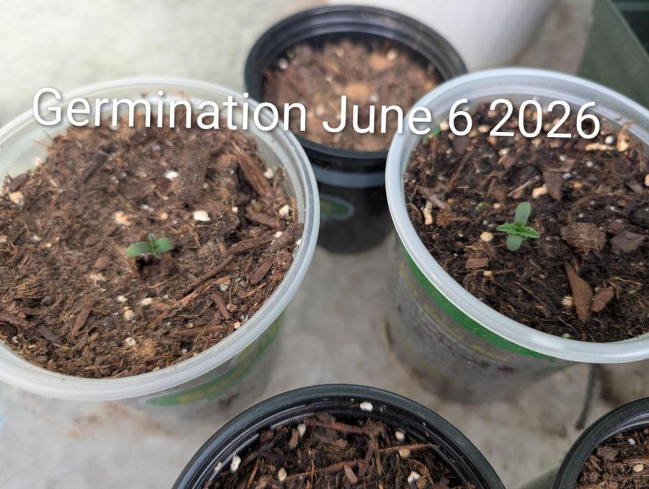 Banzilla2. Week 0 - Waiting 1 week, then planting in ground.