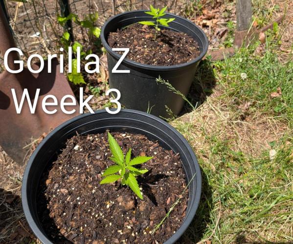 Banzilla. Week 3