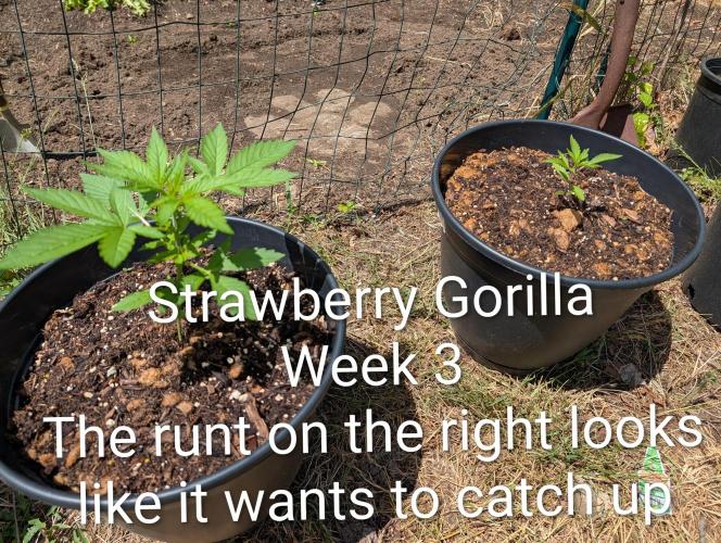 Banzilla. Week 3