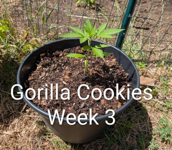 Banzilla. Week 3