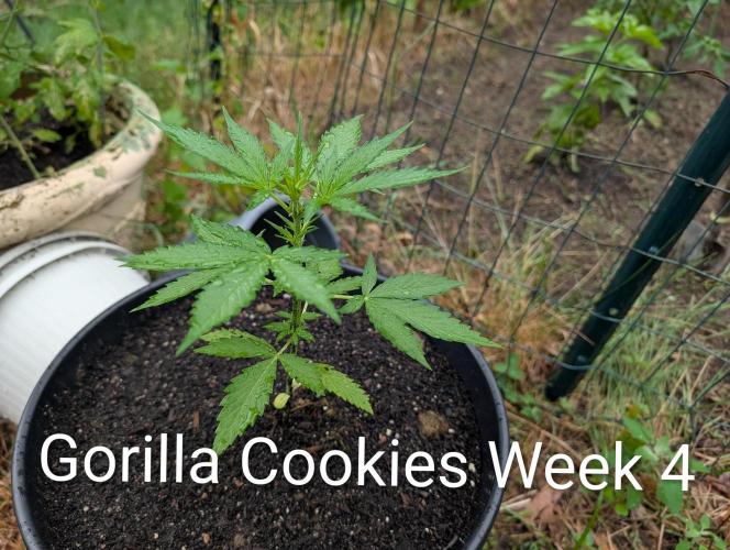 Banzilla. Week 4