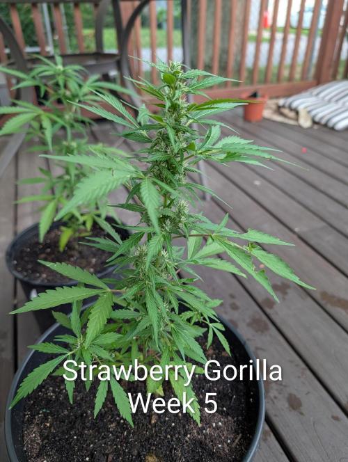 Banzilla. Week 5