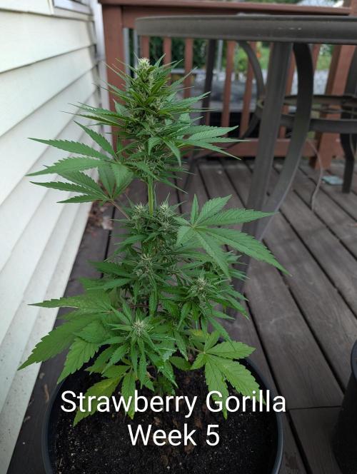 Banzilla. Week 5