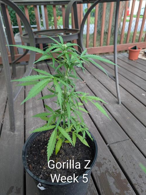Banzilla. Week 5