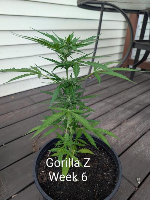 Banzilla. Week 6