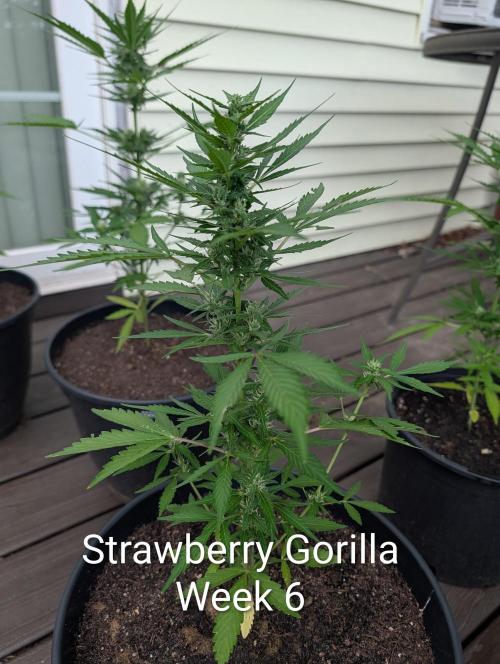 Banzilla. Week 6