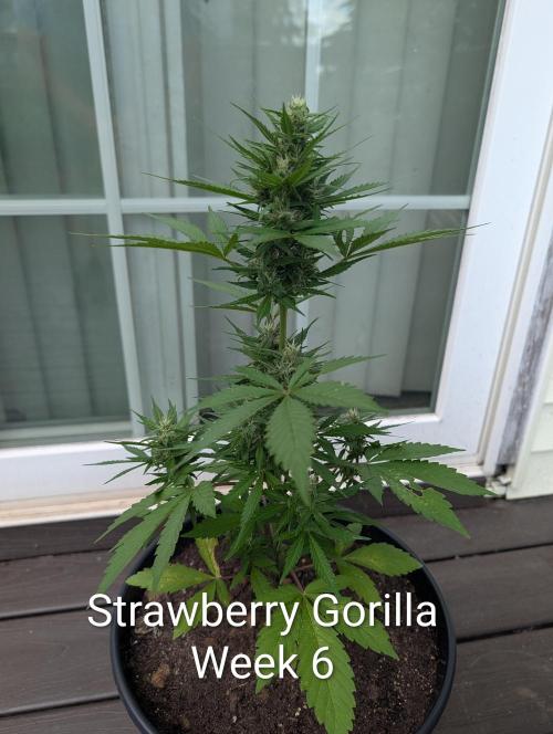 Banzilla. Week 6