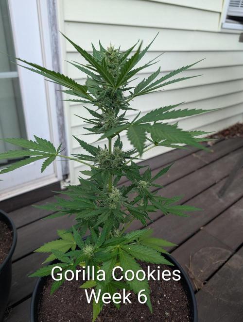 Banzilla. Week 6