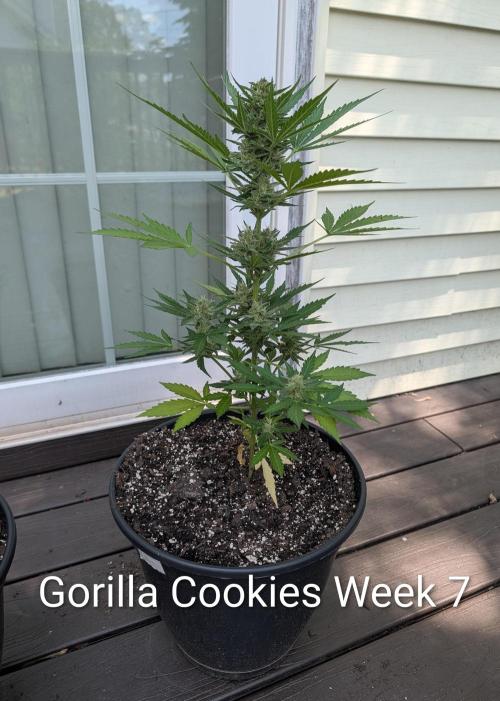 Banzilla. Week 7