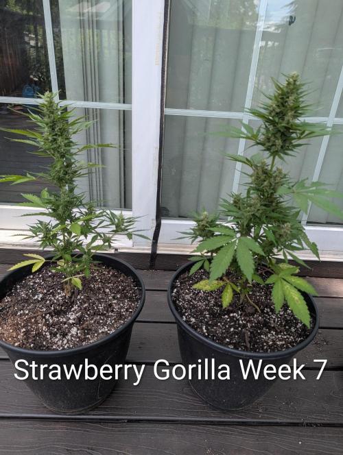 Banzilla. Week 7