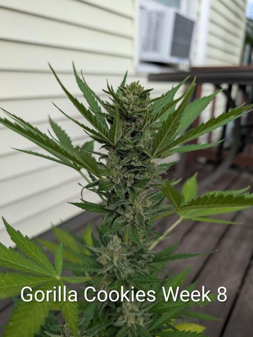 Banzilla. Week 8 - This plant passed the strawberry gorilla in last 2 weeks.