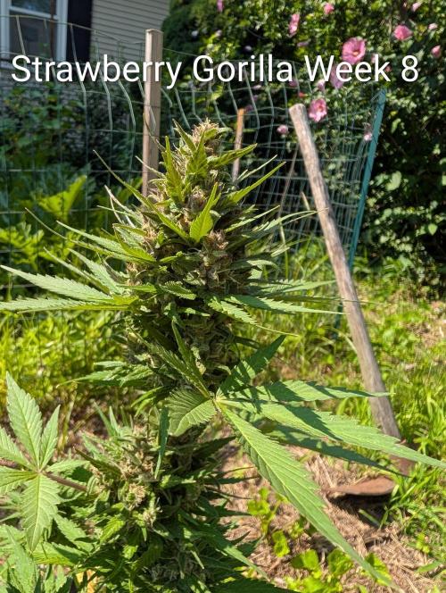 Banzilla. Week 8 - Thinking she will be the first to harvest