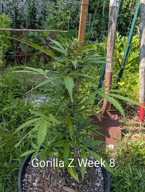 Banzilla. Week 8 - Starting to catch up, this will go longer
