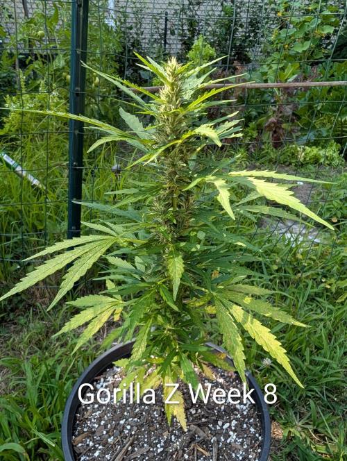 Banzilla. Week 8 - Yellowing but just getting going, odd..