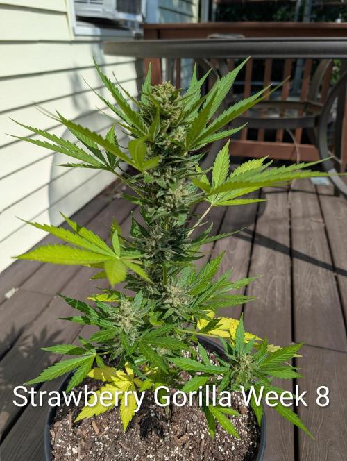 Banzilla. Week 8 - Happy