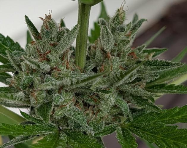 Banzilla. Week 8 - Gorilla Cookies middle buds
