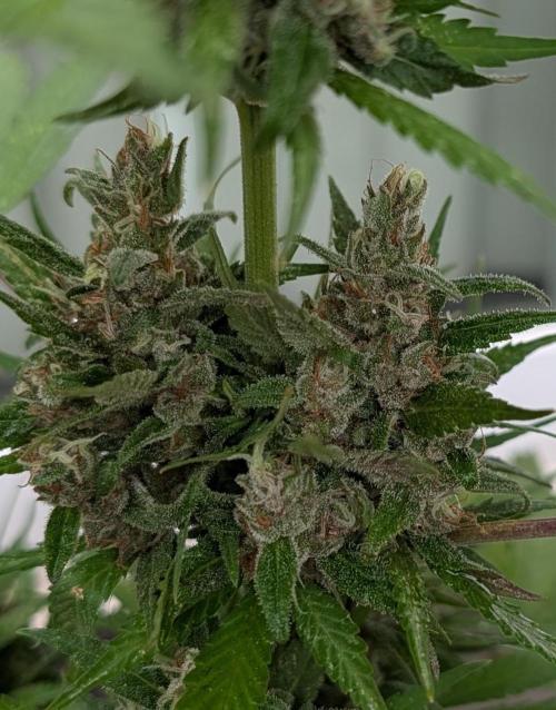 Banzilla. Week 8 - Strawberry Gorilla middle buds
