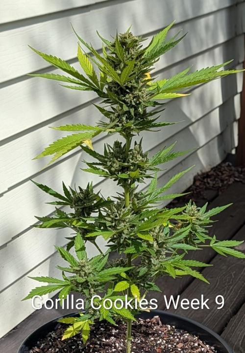 Banzilla. Week 9 - Coated in trichomes 