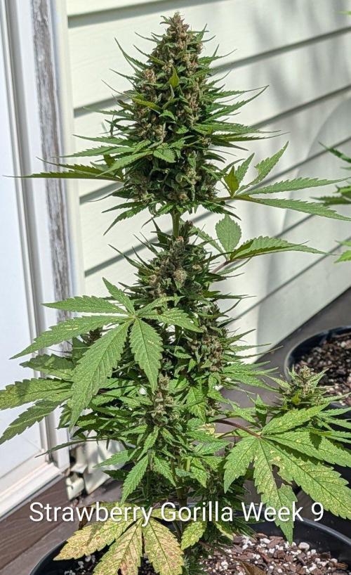 Banzilla. Week 9 - Just about ready stinky sweet aroma 