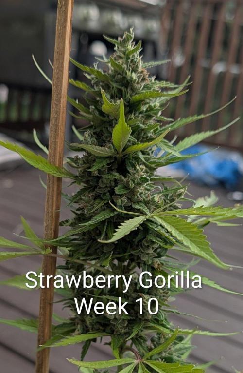 Banzilla. Week 10