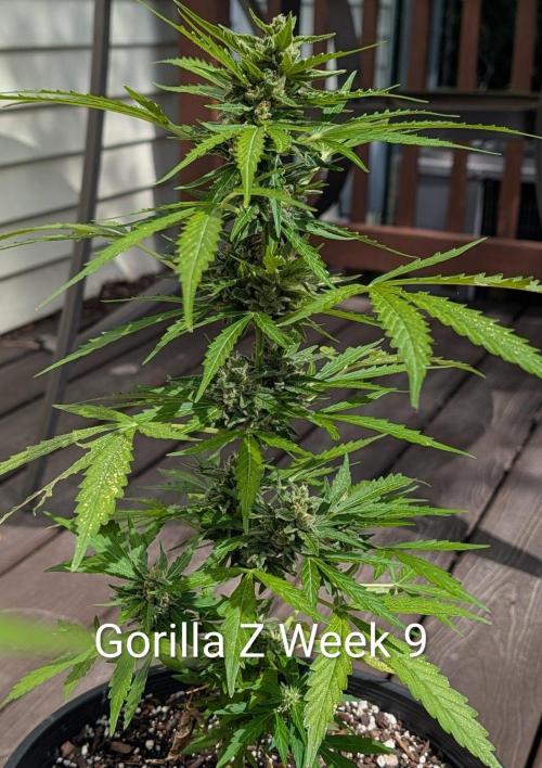 Banzilla. Week 10