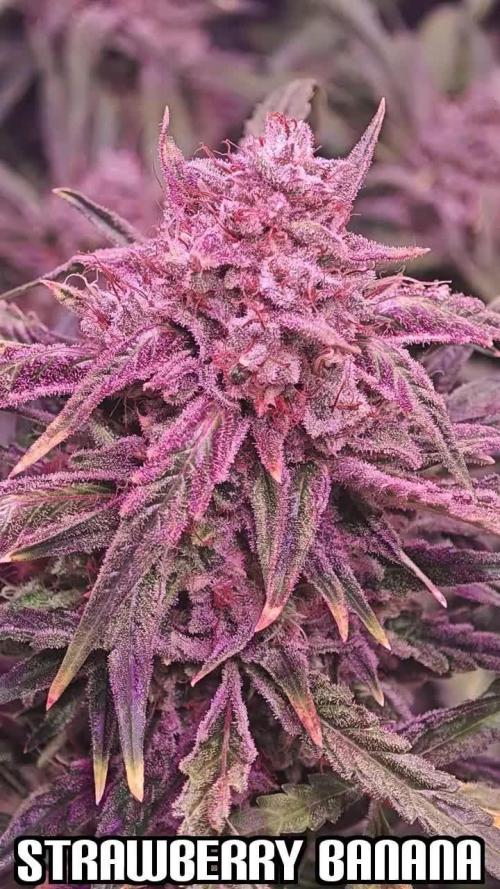 Fast Buds - By BlocZ
