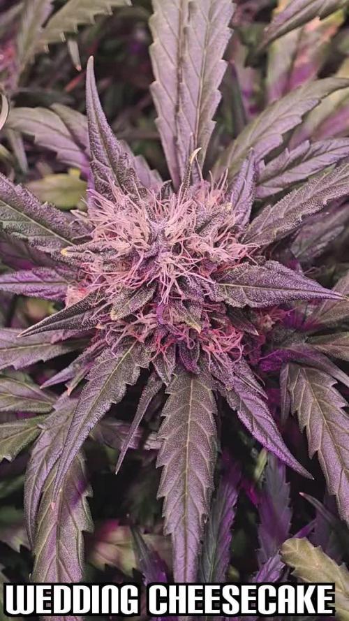 Fast Buds - By BlocZ