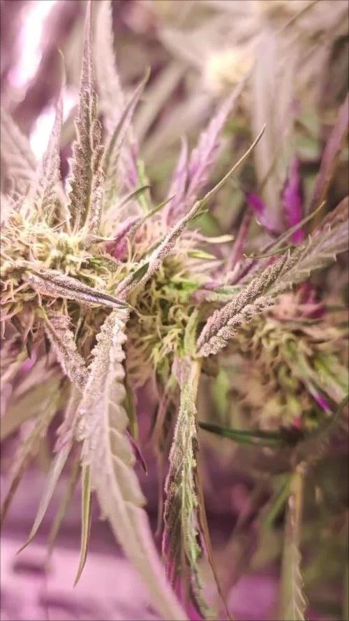Fast Buds - By BlocZ