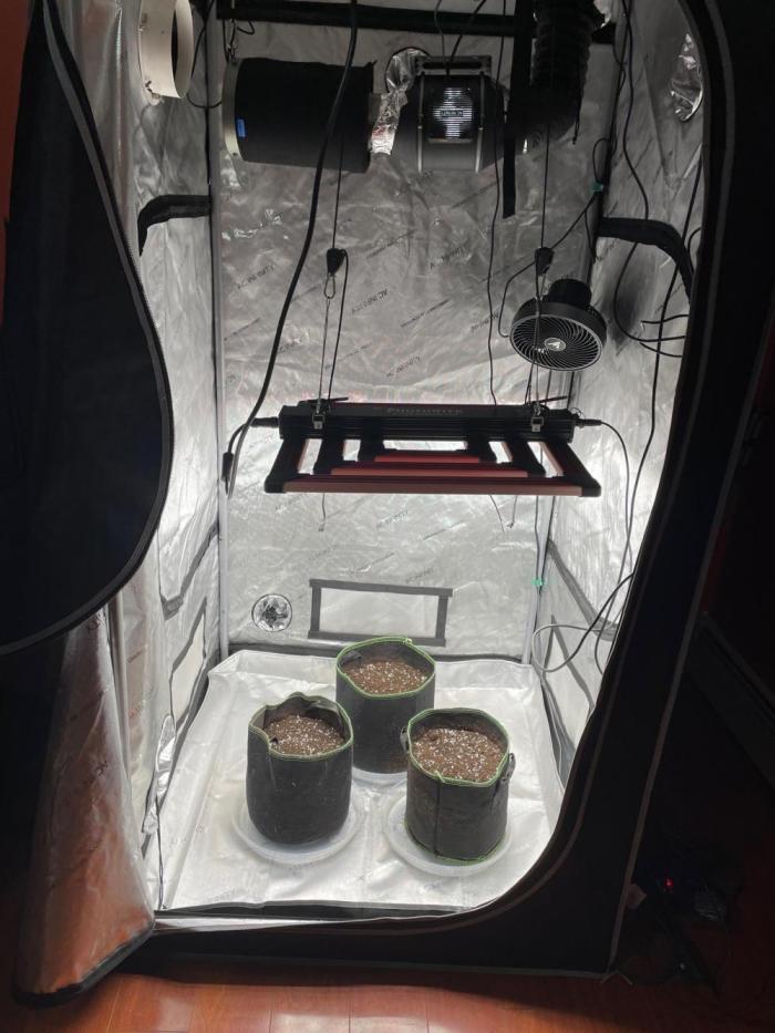 FastBud 3 Strains. Week 0 - Germination was a success for the first week. I potted the seeds on 3/7