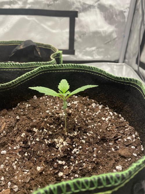 FastBud 3 Strains. Week 2 - Orange Sherbet