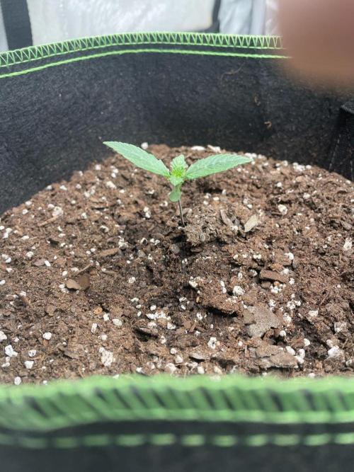 FastBud 3 Strains. Week 2 - Amnesia Haze