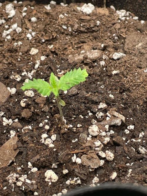 FastBud 3 Strains. Week 2 - Original Blueberry
