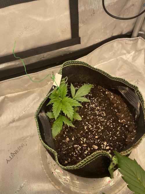 FastBud 3 Strains. Week 3 - original blueberry
