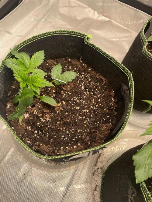 FastBud 3 Strains. Week 3 - amnesia haze