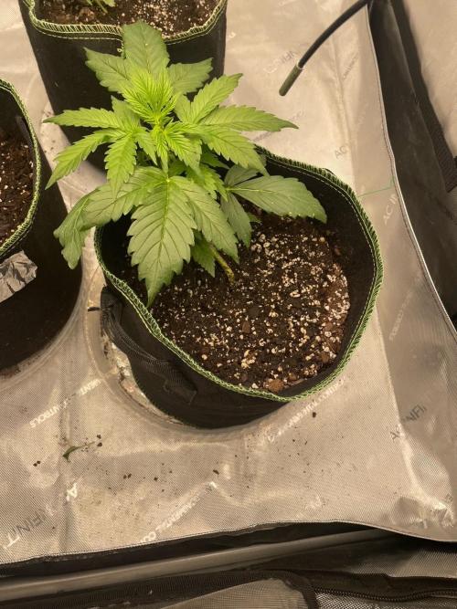 FastBud 3 Strains. Week 3 - Orange Shebet
