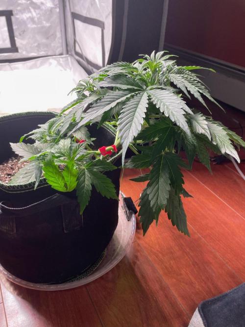FastBud 3 Strains. Week 5