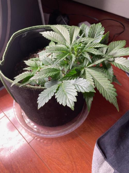 FastBud 3 Strains. Week 5