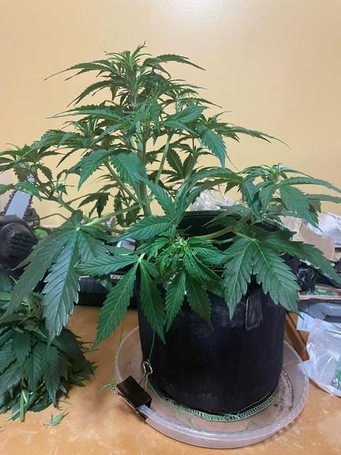 FastBud 3 Strains. Week 6