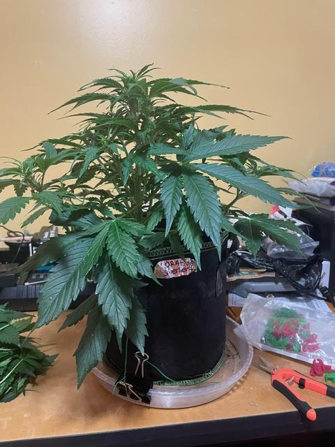 FastBud 3 Strains. Week 6